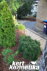 Törpe feketefenyő a járda mellett (35)